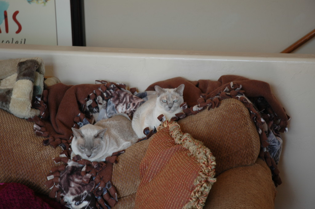 Animal communication can be learned
