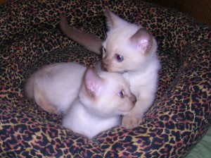 Gunner and Rocket at 8 weeks of age