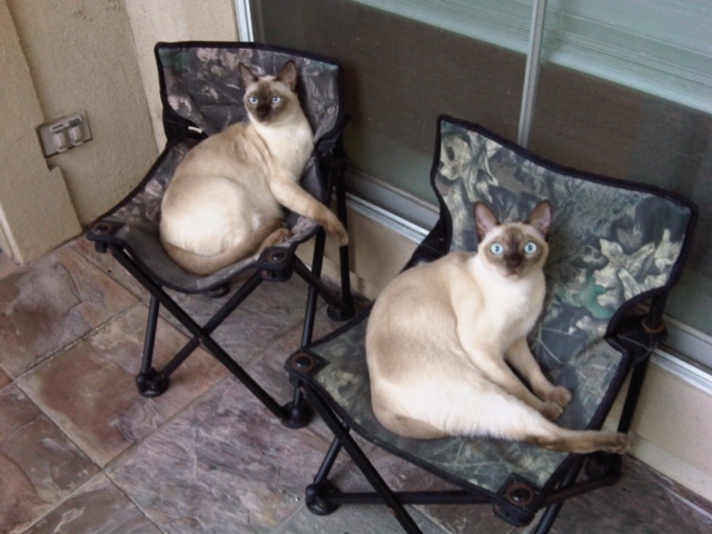 Twin chairs