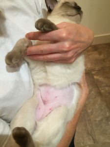 Kitty "bikini shave"