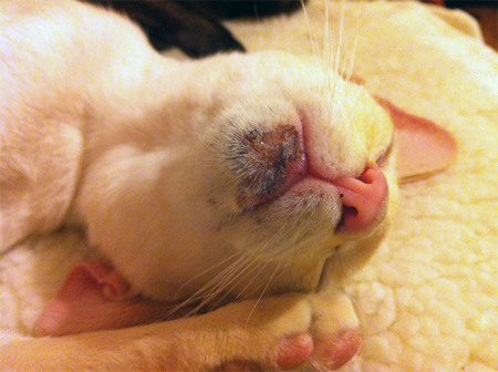 Treating cats with acne
