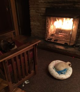 Enjoying a nice snooze by the fireplace