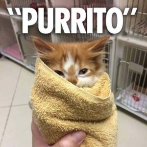 purrito