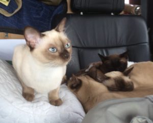 Cats and car rides