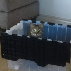 fullsizerender