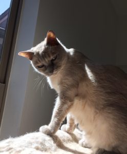 Lili catches some warm rays atop her cat tree