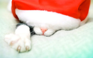 Check out our Top 10 Christmas gifts for cats!