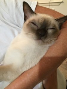Dr. Falconer embraces helping pet parents get their pets truly healthy.