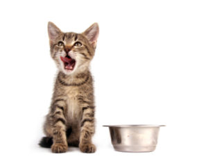 This cat food pleases even the fussiest cat!