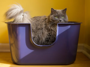 Nvr miss litter box shop