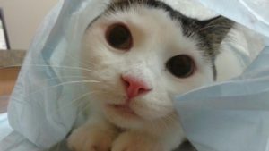 Urinary blockage in cats cat be deadly.