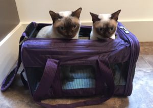 Sherpa pet carriers are my cat's favorite!