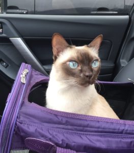 Preparing cats for car rides