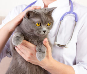 Annual wellness exams--minus vaccines-- are so important for monitoring your cat's health.