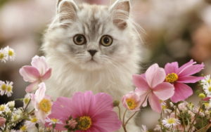 Gas in cats can usually be traced to something in your cat's diet.