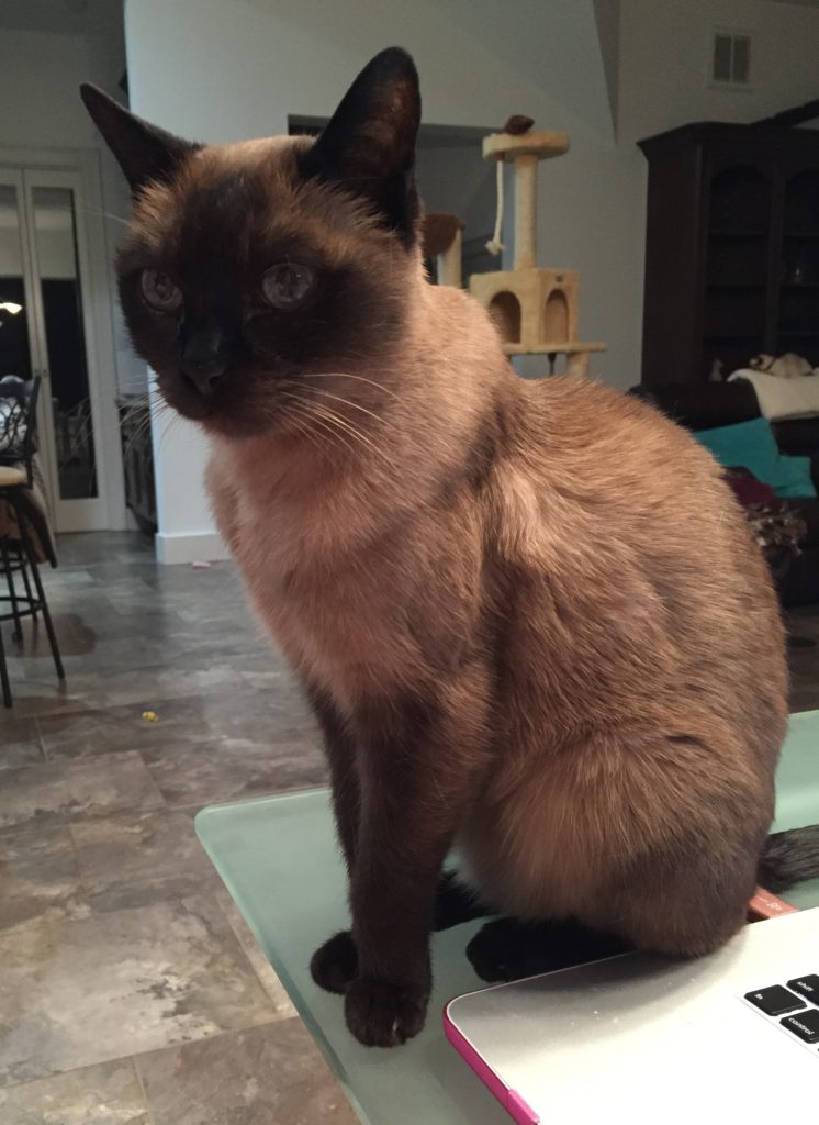 A Holistic Approach to Pancreatitis in Cats Purrrfectly Holistic... a