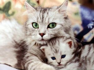Are you a crazy cat lady or cat mom?