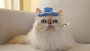Upper respiratory disease in cats
