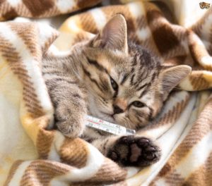Natural remedies can treat upper respiratory disease in cats
