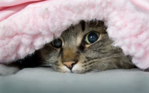 Cat peeking out from under a blanket