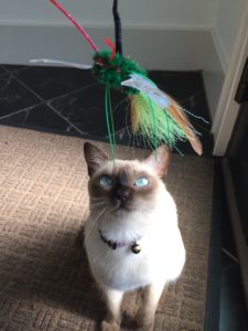 Neko Flies Irresistible Interactive Cat Toys Purrrfectly