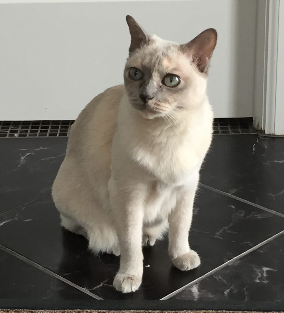 How I Cleared Up My Cat's Tear Stains Naturally Purrrfectly Holistic