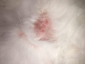 Feline skin allergies