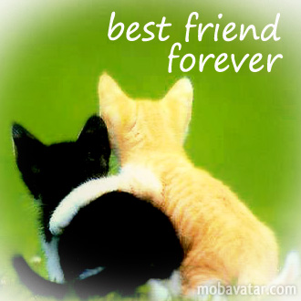 Image result for bff kittens
