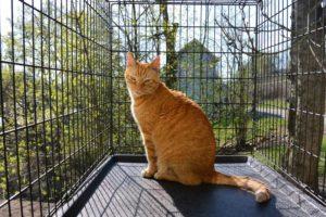 The great outdoors for indoor cats