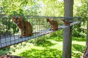 How to safely let your indoor cat enjoy the outdoors