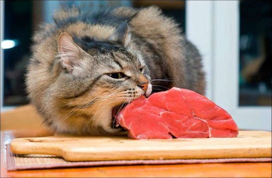 steak cat
