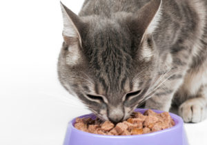 Beating cancer in cats with species appropriate diet