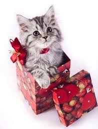 holiday shopping for cat lovers