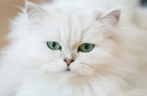 Is grain free cat food good for cats? Think again.