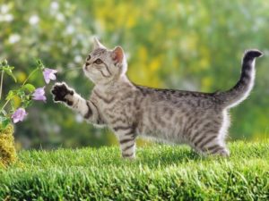 Natural remedies for cats with seasonal allergies