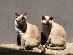 Cats and flea prevention