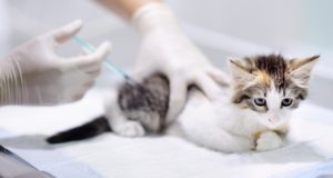 Vaccines and cats
