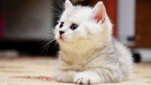 Essential oils, cats and safety