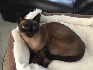 Cat illness and diagnosis