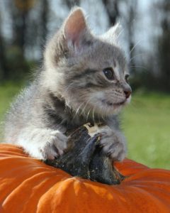 Benefits of pumpkin for cats