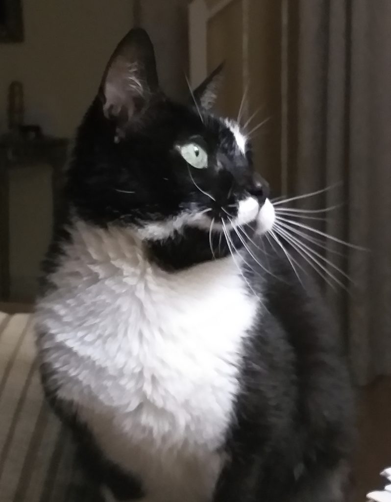 Holistic Support & Best Diet For Cats With Kidney Disease Purrrfectly