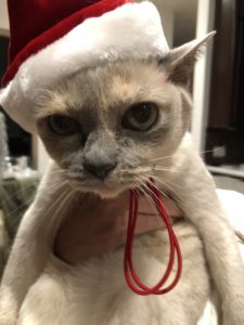 Gift ideas for cats