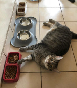Improve your cat's diet on a budget