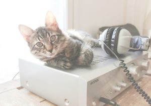 Monthly radio show about cats