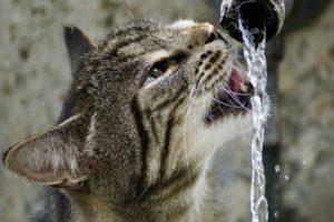 cats drinking water