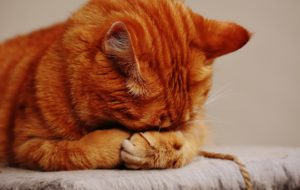 Symptoms of adverse effects of medication in cats