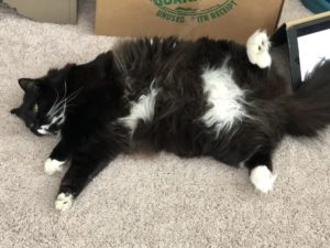 cats with feline cystitis