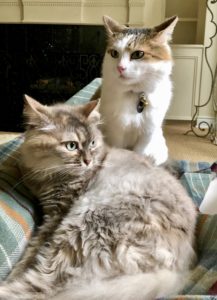 strategies for cats with cancer
