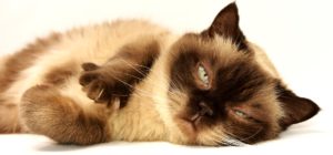 Over vaccination could be harming your pet
