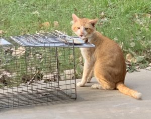 Holistic approach to TNR for feral cats